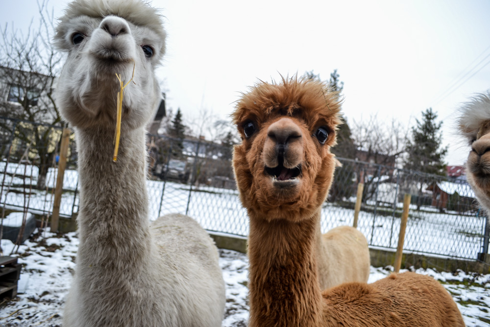 Karmiliśmy alpaki - w Kochłowicach! 42