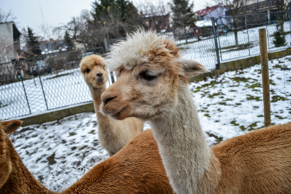 Karmiliśmy alpaki - w Kochłowicach! 43