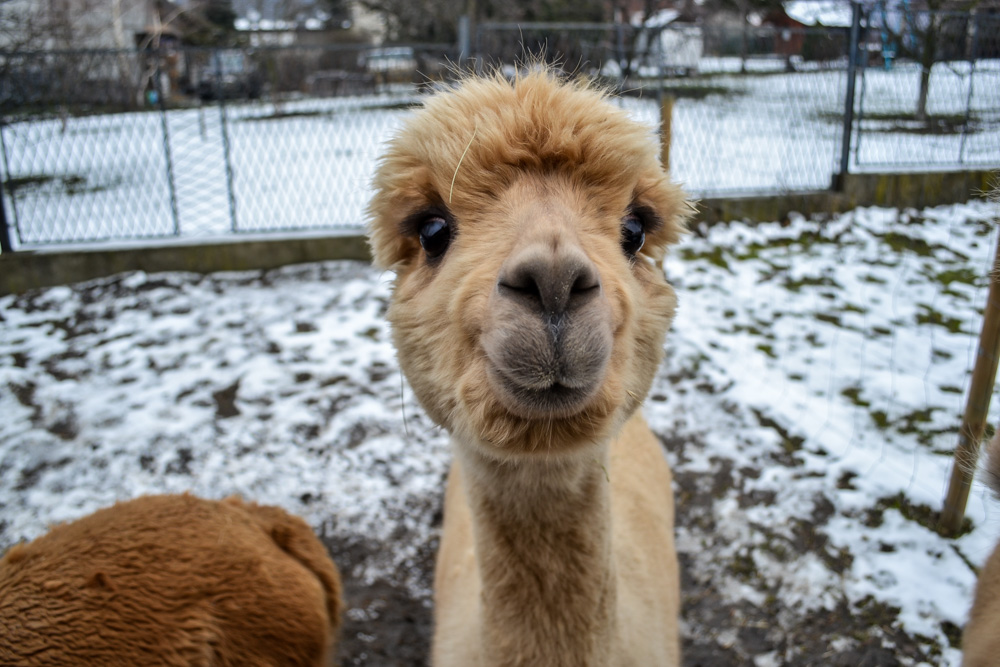 Karmiliśmy alpaki - w Kochłowicach! 44