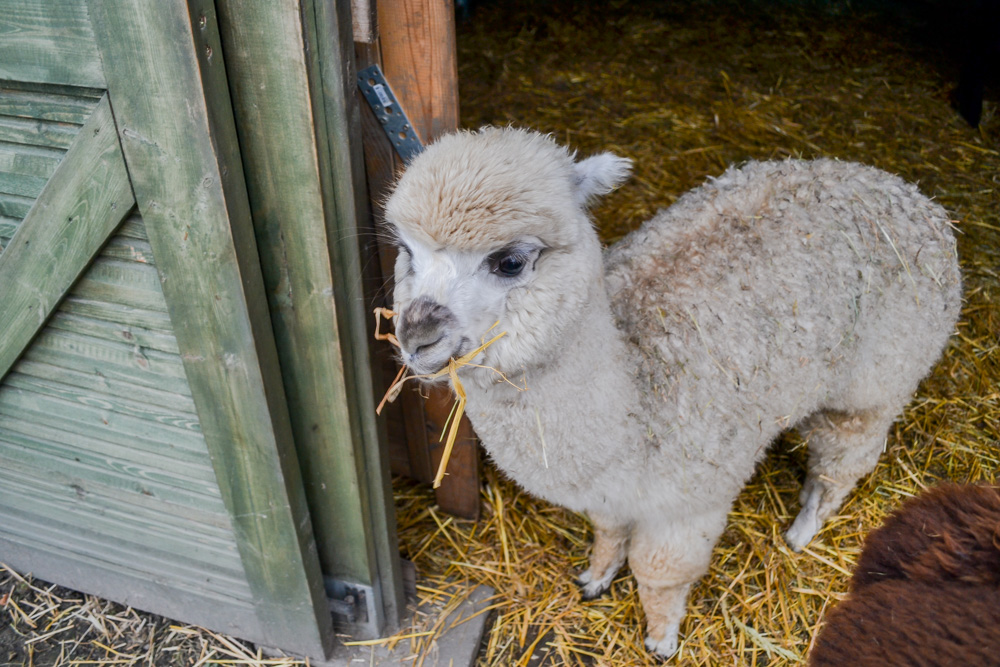 Karmiliśmy alpaki - w Kochłowicach! 45