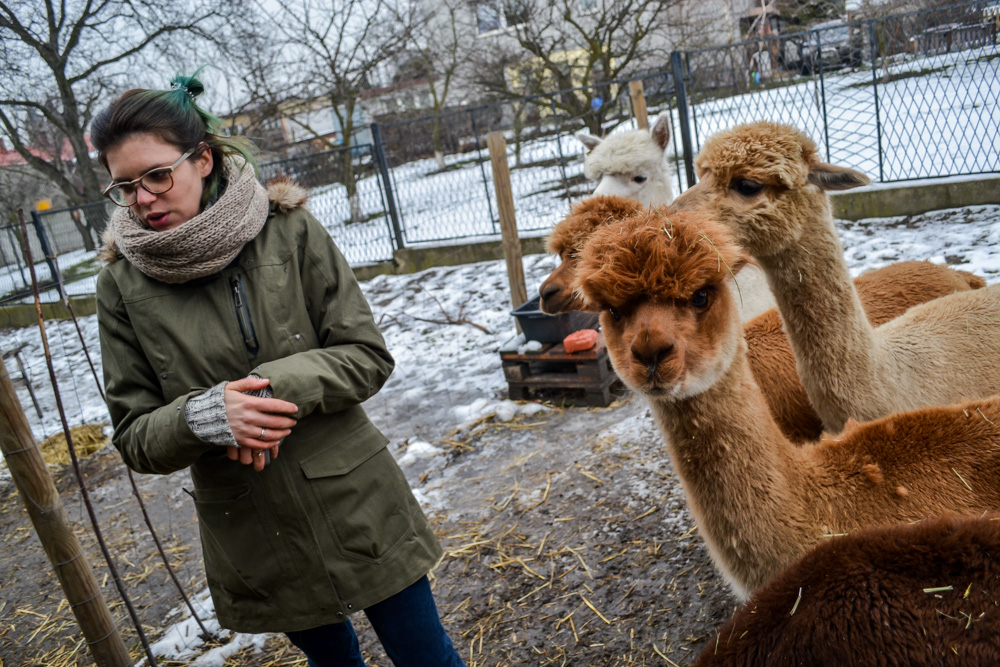 Karmiliśmy alpaki - w Kochłowicach! 46
