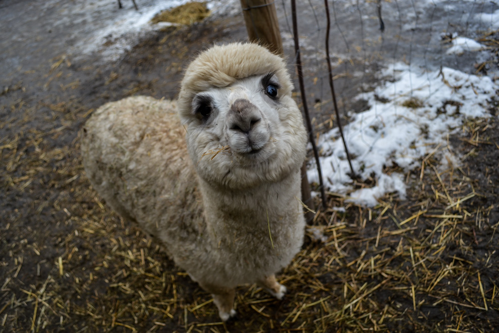 Karmiliśmy alpaki - w Kochłowicach! 47