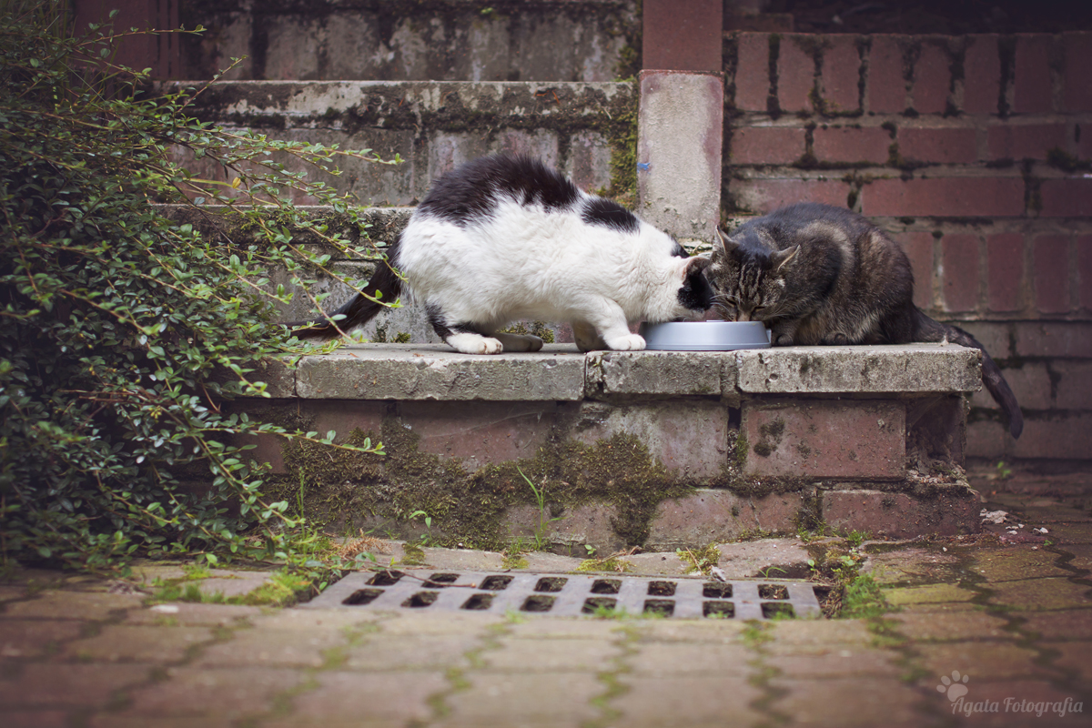 Pomóż miejskim kotom