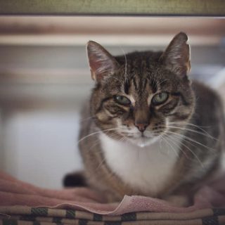 Schronisko dla zwierząt - Milowice