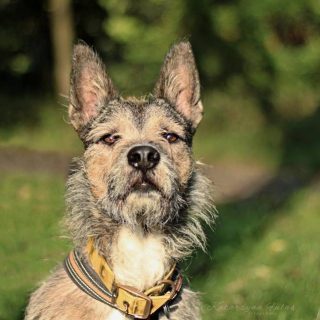 Schronisko dla zwierząt - Milowice