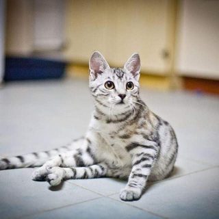 Schronisko dla zwierząt - Milowice