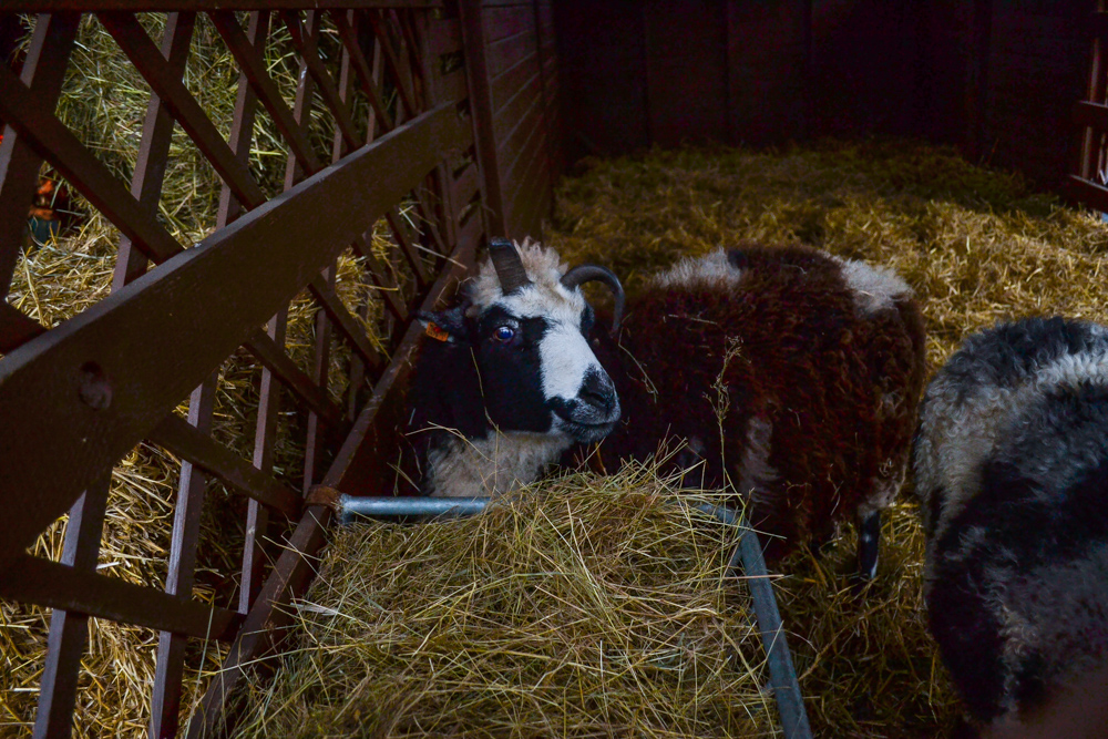 W ZOO czeka żywa szopka 1