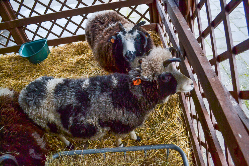 W ZOO czeka żywa szopka 4