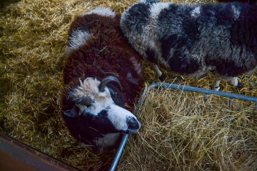 W ZOO czeka żywa szopka 5