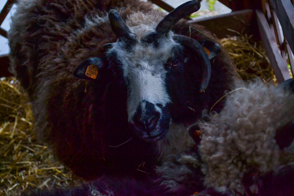 W ZOO czeka żywa szopka 6