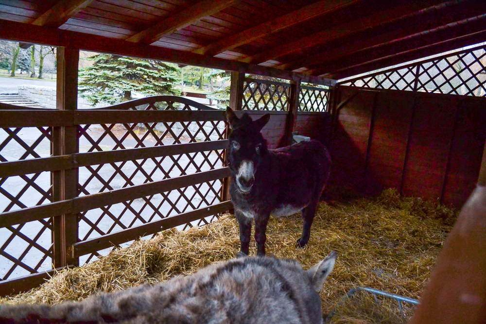 W ZOO czeka żywa szopka 8