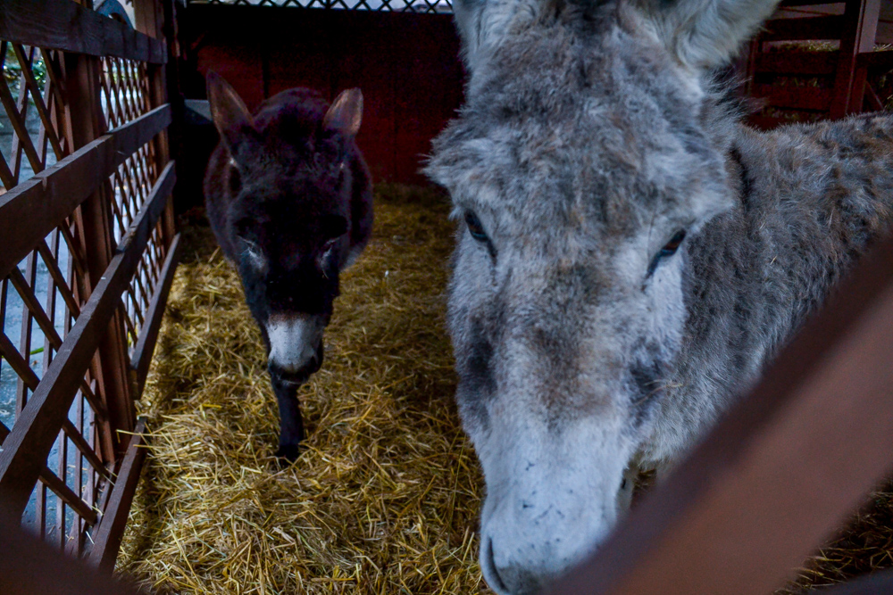 W ZOO czeka żywa szopka 9