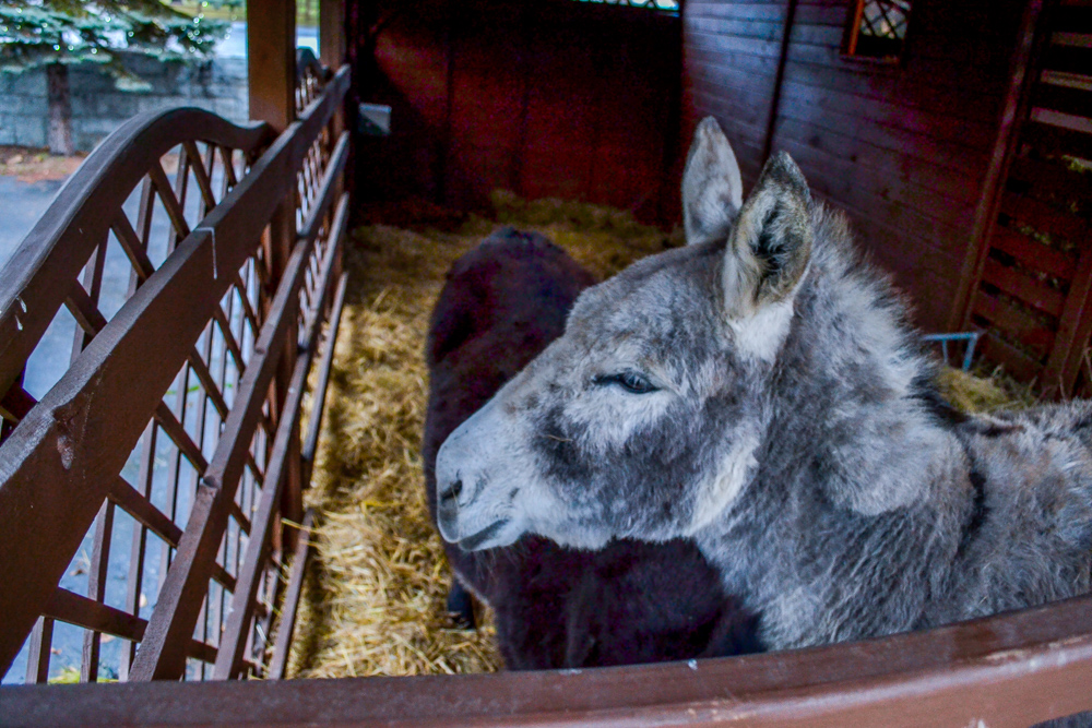W ZOO czeka żywa szopka 10