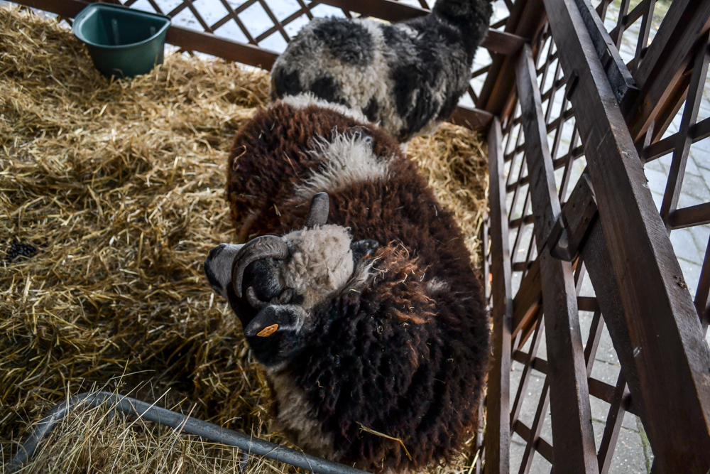 W ZOO czeka żywa szopka [ZDJĘCIA]