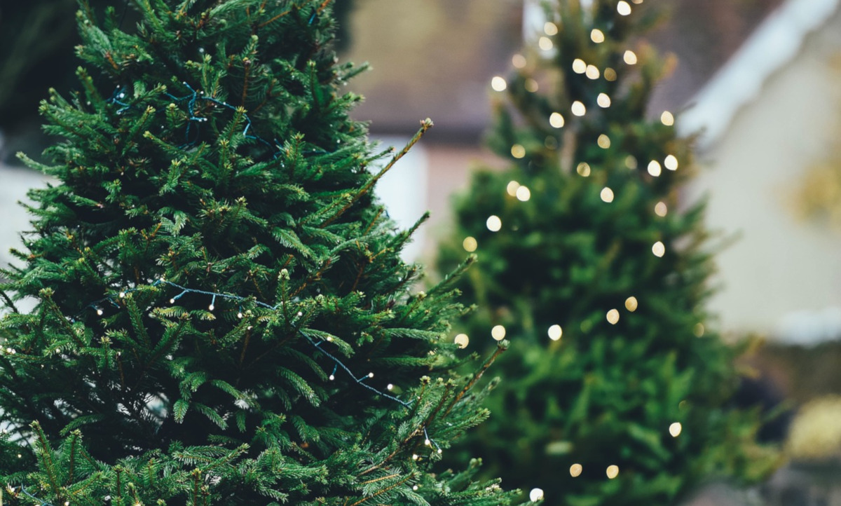 Nie masz jeszcze choinki? W poniedziałek rusz na Plac Wolności!