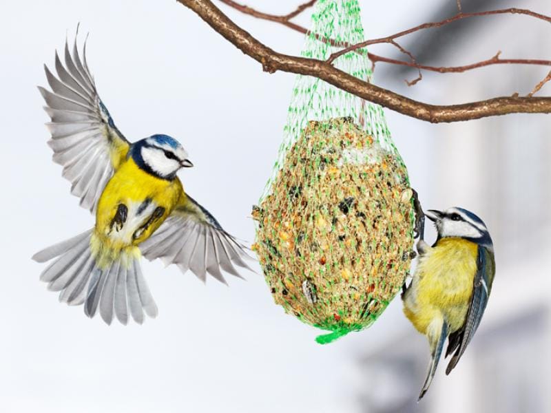 Zwierzaki do ciepła - nowa akcja kochłowickiego stowarzyszenia