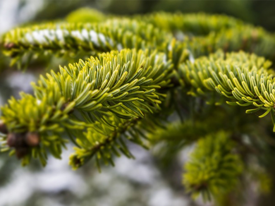 Zbiórka żywych choinek - gdzie można je oddać?
