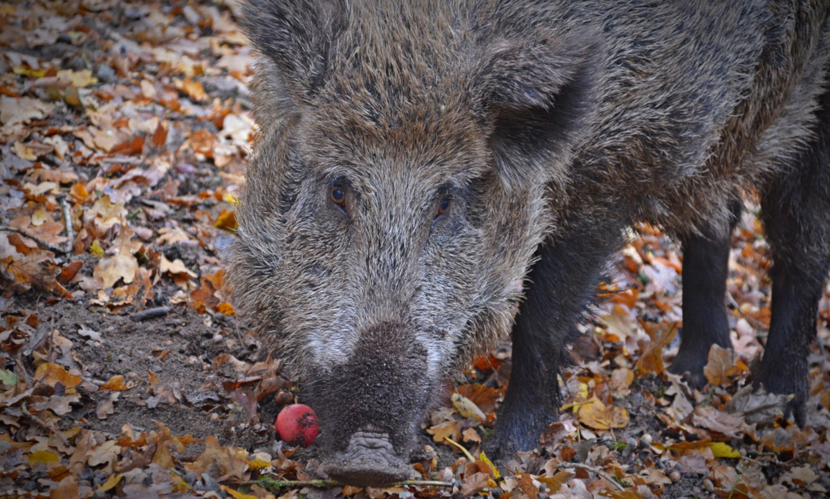 Odstrzał dzików? Katowice dołączają do protestów
