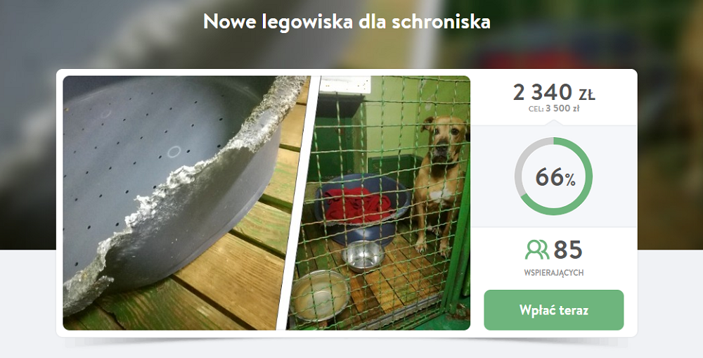 Trwa zbiórka pieniędzy na rzecz schroniska dla zwierząt w Katowicach