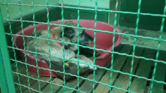 Trwa zbiórka pieniędzy na rzecz schroniska dla zwierząt w Katowicach