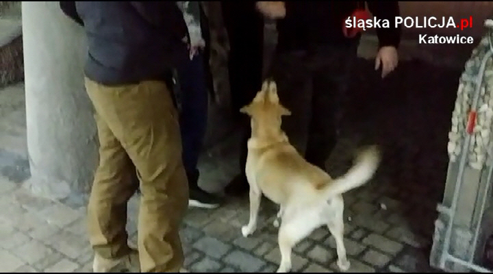 25 osób zatrzymanych z narkotykami w katowickim Spodku