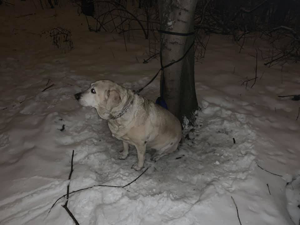 Ktoś porzucił psa w lesie przy stawie Wąwóz. Świętochłowice-Piaśniki