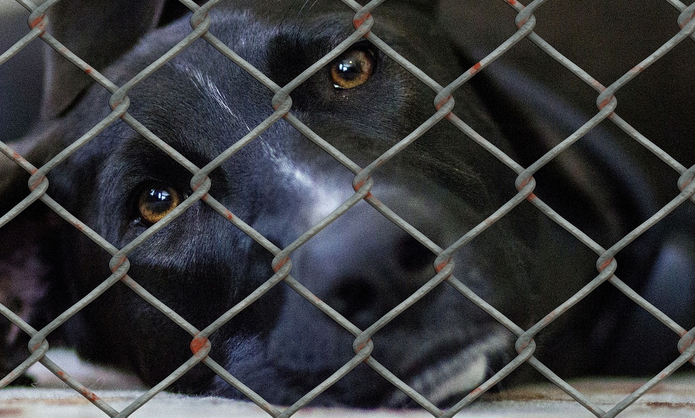 Zima niestraszna schroniskowym psiakom i kotom