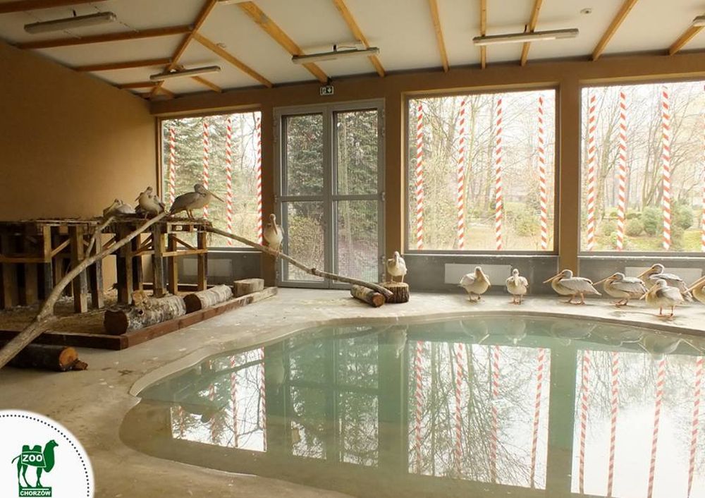 Pelikany ze śląskiego ZOO spędzą zimę w luksusowym basenie