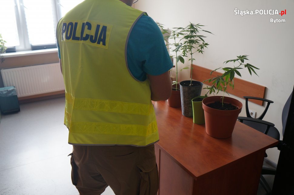 14-latek uprawiał konopie indyjskie w Bytomiu. Małoletni usłyszał już zarzuty