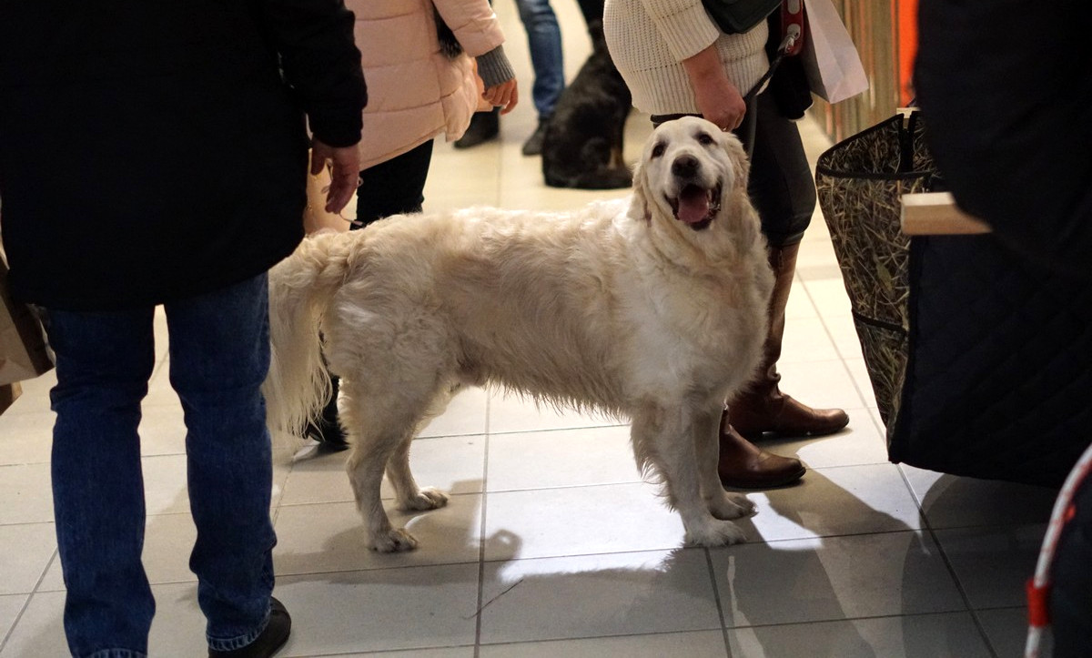 [FOTO] PupiLove Katowice: Targi dla zwierząt w BWA!