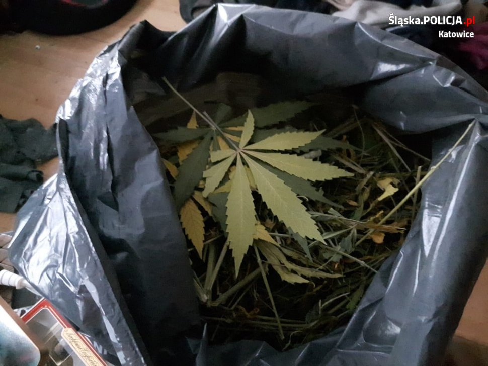 Ukradł karmę dla psów, został zatrzymany za posiadanie plantacji konopi indyjskich