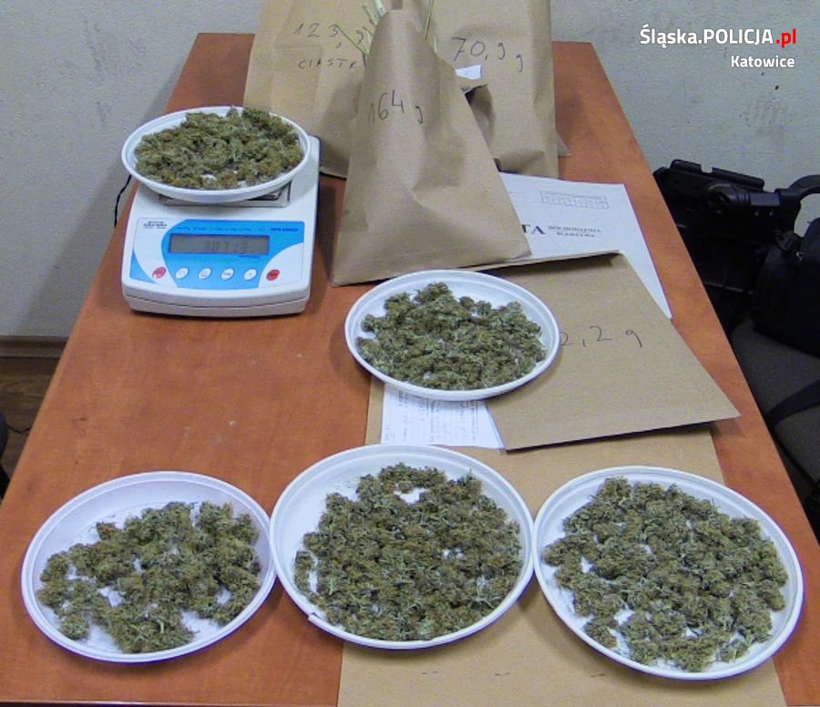 Zlikwidowali plantację konopi indyjskich w Katowicach