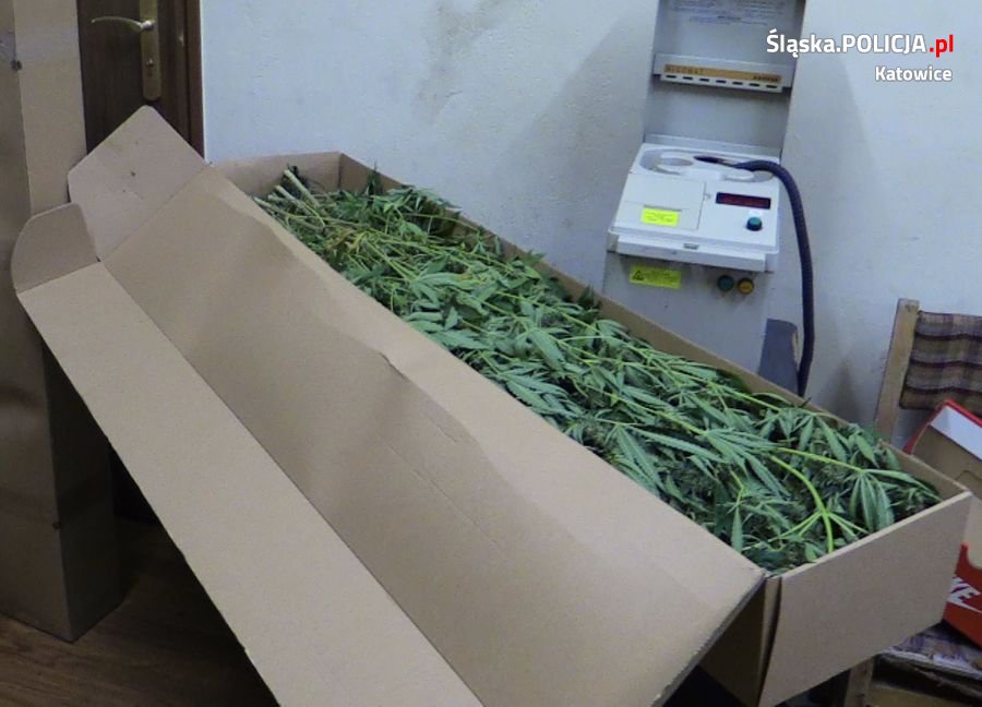 Zlikwidowali plantację konopi indyjskich w Katowicach