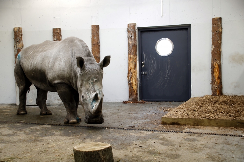 Nowy obiekt w śląskim ZOO. To apartament dla nosorożców