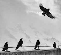 Spektakl "Ptaki" w MOK-u