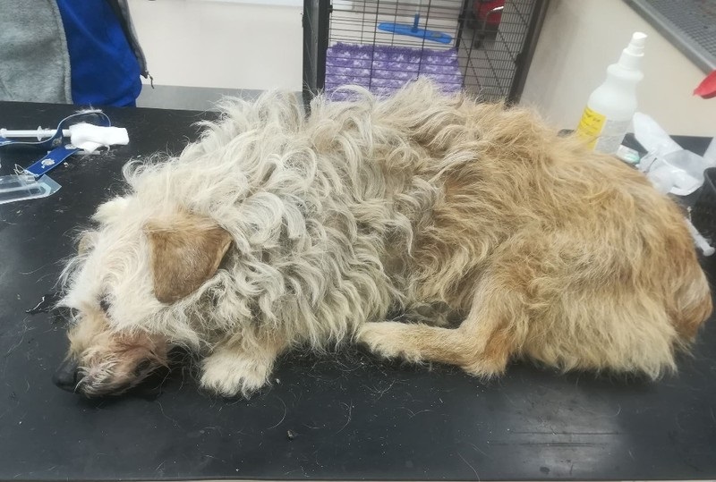 Czemu cała Polska ratuje Karmelka? Przeczytaj!