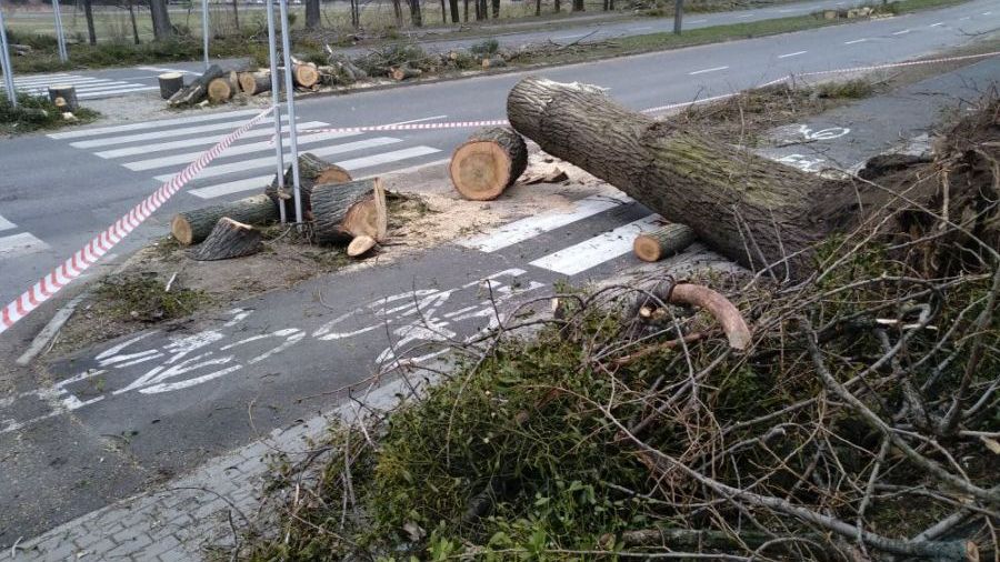 Wichura w Mikołowie: ponad 80 interwencji straży pożarnej, są zniszczenia
