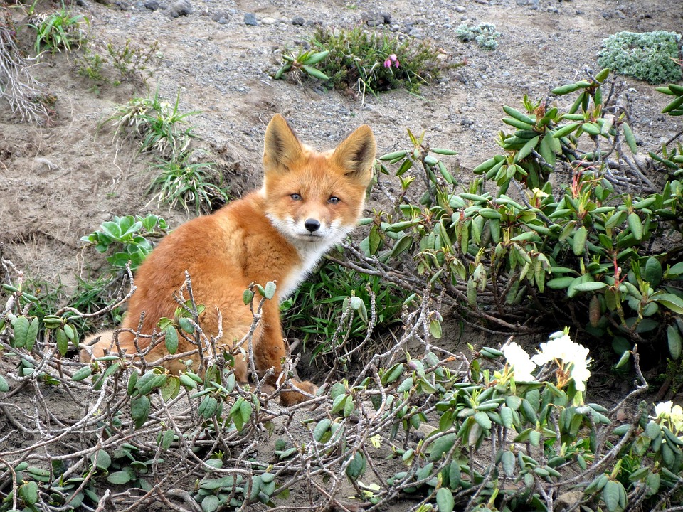 Śląsk: Akcja szczepienia lisów