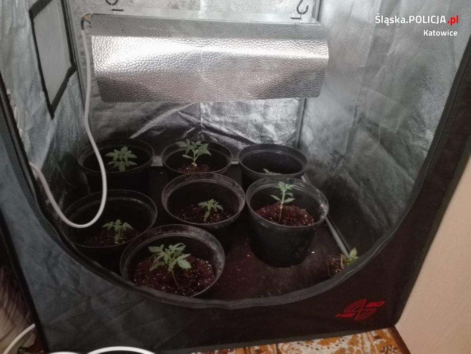 19 - latek z Katowic uprawiał marihuanę w szafie