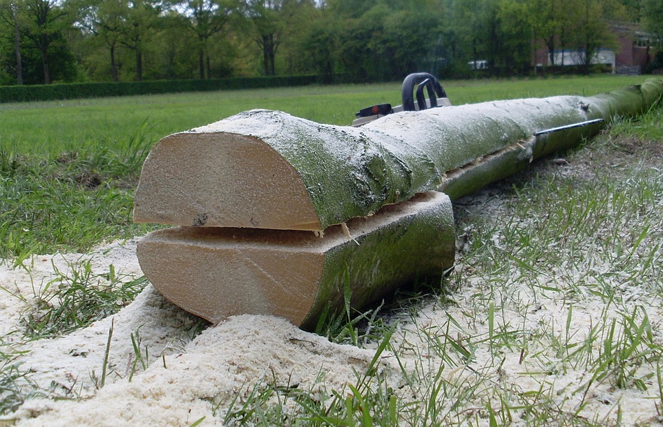 Katowice wytną 20 drzew na Wełnowcu