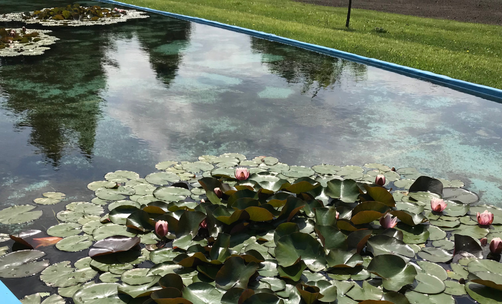 Chorzów: Zwłoki znalezione w Rosarium