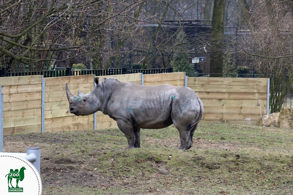 Pierwszy spacer Nambi i Hope po nowym wybiegu