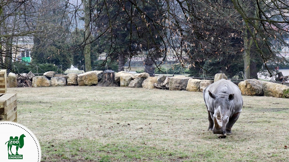 Pierwszy spacer Nambi i Hope po nowym wybiegu