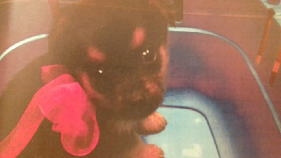 46-latka oferowała psy, które były chore i po kilku dniach padały. Usłyszała zarzuty