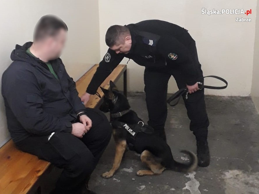 Diana się szkoli! Policyjny pies z zabrzańskiej jednostki doskonali umiejętności
