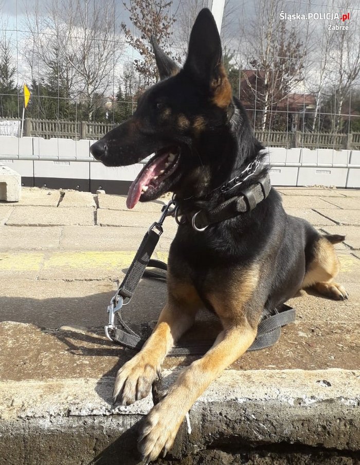 Diana się szkoli! Policyjny pies z zabrzańskiej jednostki doskonali umiejętności