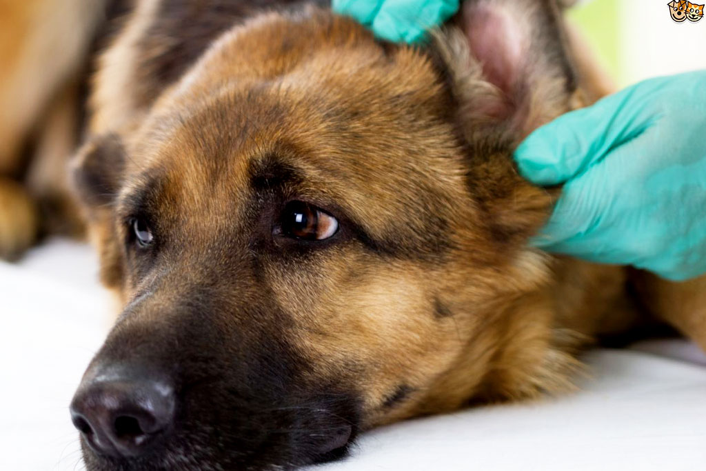 Jak chronić psa przed kleszczami?