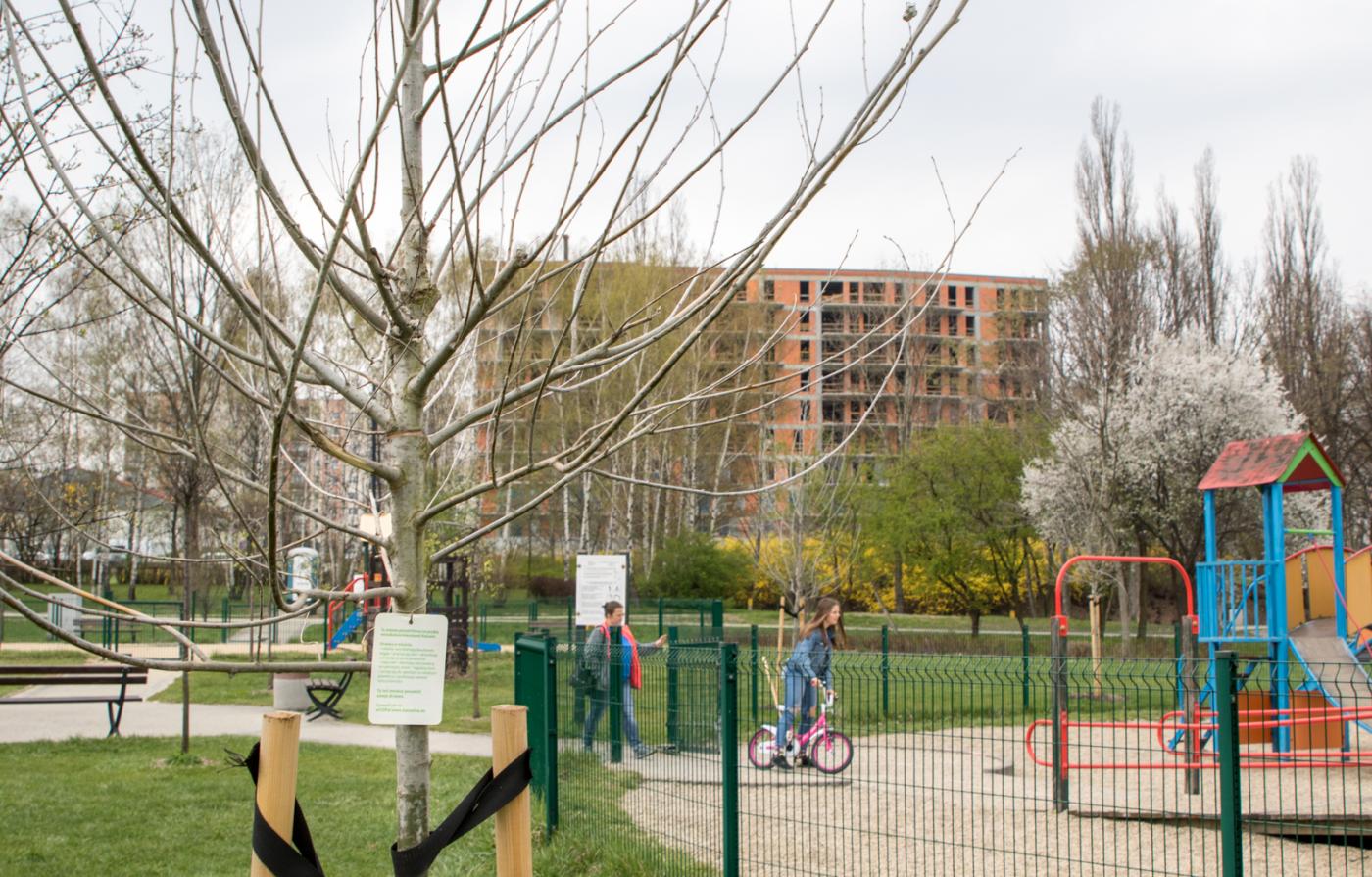 Katowice: Mieszkańcy znowu mogą zgłaszać miejsca na nowe drzewa