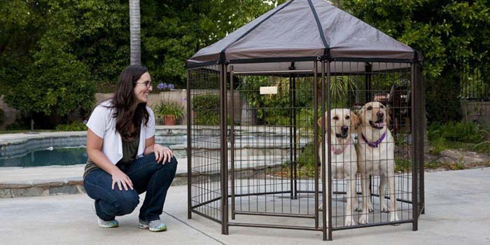 Jak właściwie wyczyścić kojec dla psa?