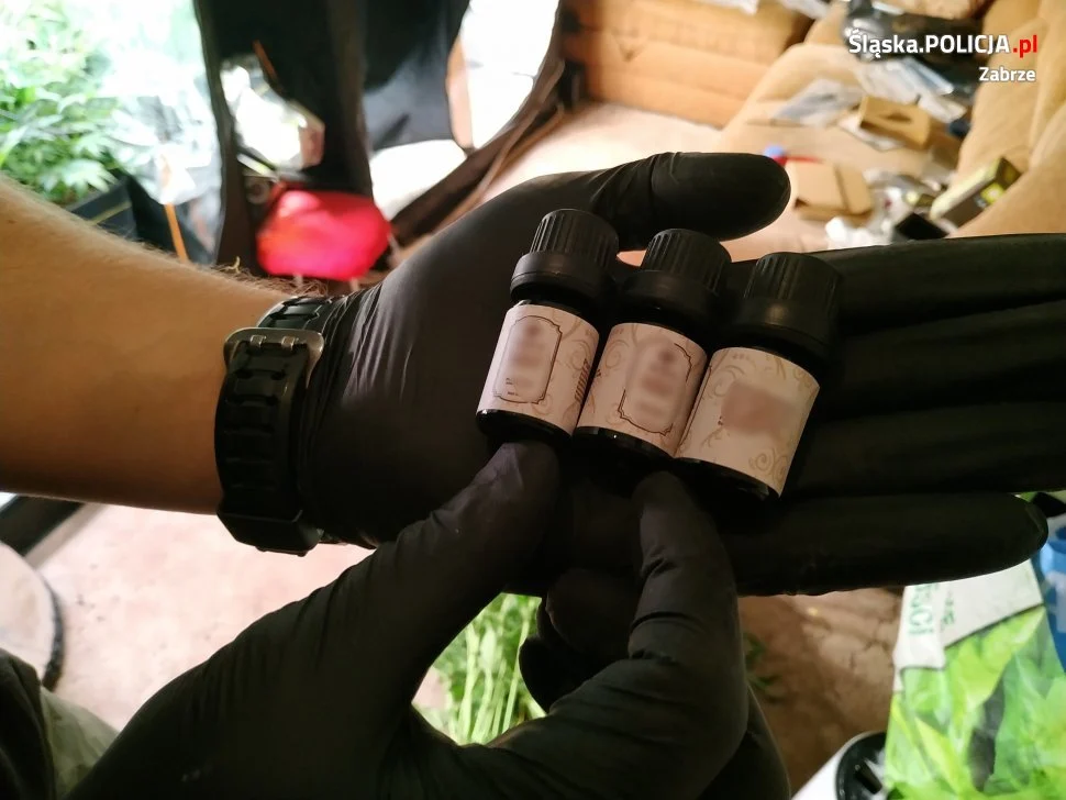 W Zabrzu policjanci zlikwidowali domową plantację marihuany